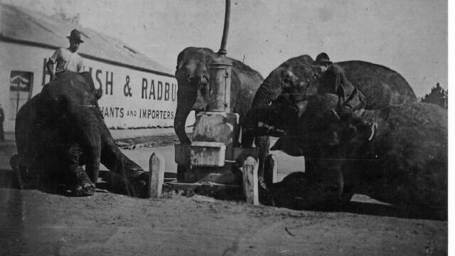 Circus elephants seen drinking from the Coronation Fountain and Boer War Memorial in Blayney. 